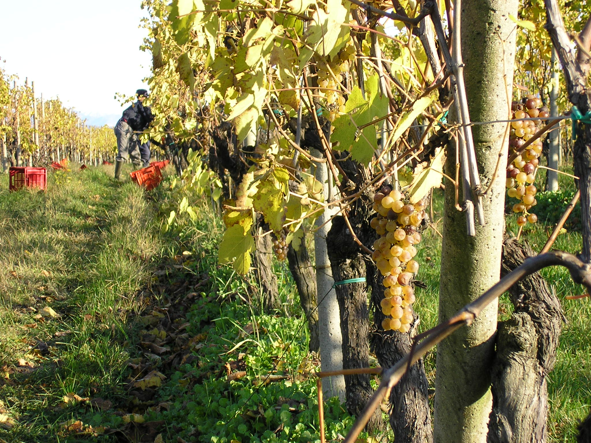 Vigne di Catullo